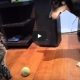 Γάτα από την… κόλαση: Κάνει bullying σε σκύλο και δεν του δίνει το μπαλάκι του! (ΒΙΝΤΕΟ)