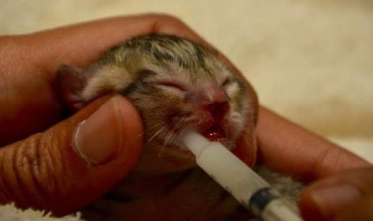 Μια οικογένεια σώζει αυτό το μικροσκοπικό γατάκι αλλά τους περιμένει μια τεράστια έκπληξη! (ΕΙΚΟΝΕΣ)
