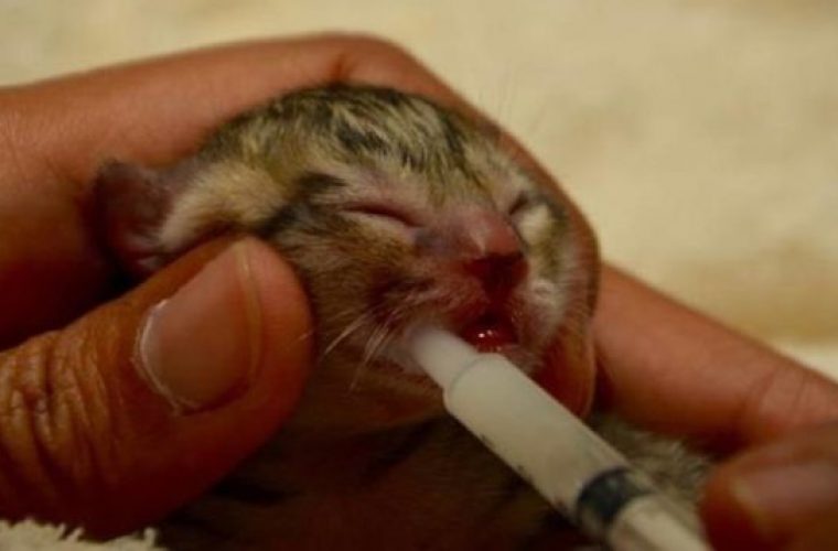 Μια οικογένεια σώζει αυτό το μικροσκοπικό γατάκι αλλά τους περιμένει μια τεράστια έκπληξη! (ΕΙΚΟΝΕΣ)