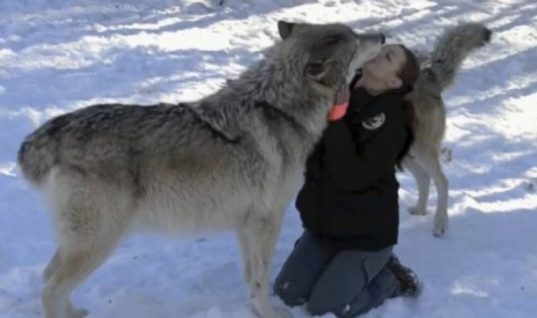 Δεν το έχεις ξαναδεί: Τεράστιοι λύκοι κάνουν σαν κουτάβια και δίνουν φιλιά (ΒΙΝΤΕΟ)