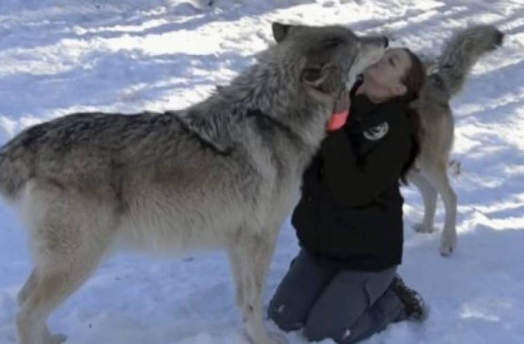 Δεν το έχεις ξαναδεί: Τεράστιοι λύκοι κάνουν σαν κουτάβια και δίνουν φιλιά (ΒΙΝΤΕΟ)