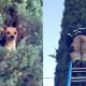 Τρόμος για το μικροσκοπικό τσιουάουα: Σκαρφάλωσε σε δέντρο 25 μέτρων και έμεινε εκεί! (ΕΙΚΟΝΕΣ)