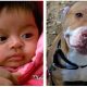Σκύλος-ήρωας έσωσε το μωρό και τη μάνα από τους οπλισμένους κλέφτες! (ΒΙΝΤΕΟ)