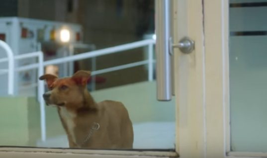 Θα κλάψετε: Η πιο συγκινητική διαφήμιση που έχετε δει με σκύλο (ΒΙΝΤΕΟ)