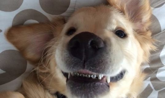 Δείτε τον πρώτο σκύλο στον κόσμο με σιδεράκια! Είναι πανέμορφος (ΕΙΚΟΝΕΣ)