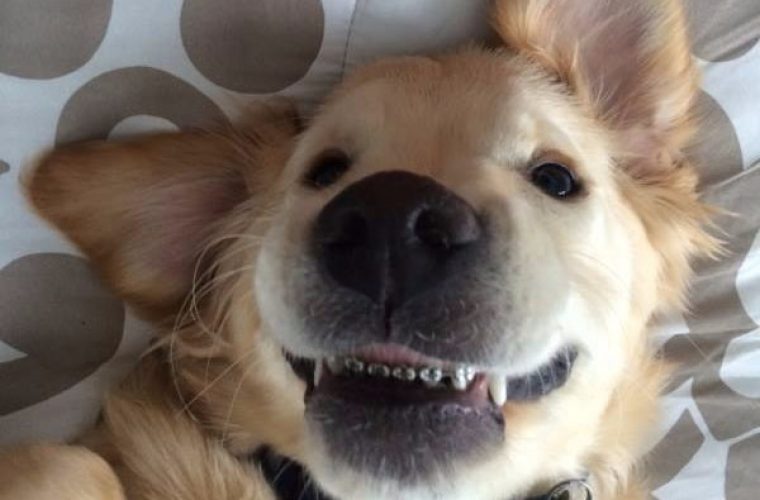 Δείτε τον πρώτο σκύλο στον κόσμο με σιδεράκια! Είναι πανέμορφος (ΕΙΚΟΝΕΣ)
