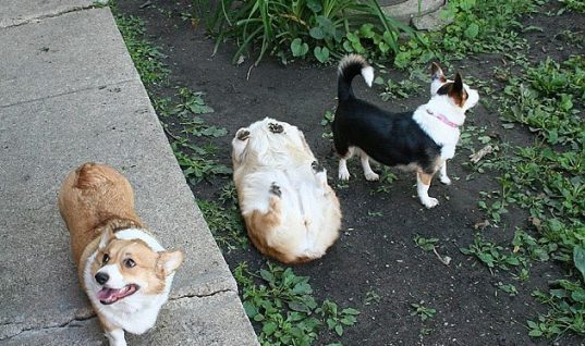 Θα σκάσετε στα γέλια: Σκύλοι… τούβλα στις επικότερες στιγμές τους! (ΕΙΚΟΝΕΣ)