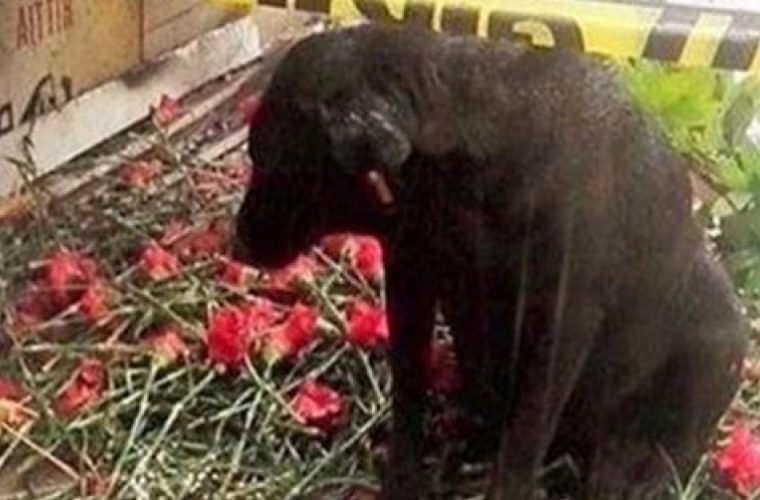Συγκλονιστικό: Αδέσποτος σκύλος περιμένει μάταια τον νεκρό φίλο του αστυνομικό να γυρίσει