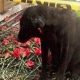 Συγκλονιστικό: Αδέσποτος σκύλος περιμένει μάταια τον νεκρό φίλο του αστυνομικό να γυρίσει