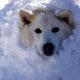 Ξεκαρδιστικές στιγμές με σκύλους που παίζουν στα χιόνια!