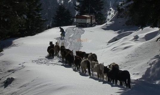 Συναρπαστικές εικόνες: H EMAK απεγκλώβισε 20 άλογα από τα χιόνια στα βουνά της Πίνδου (vid)