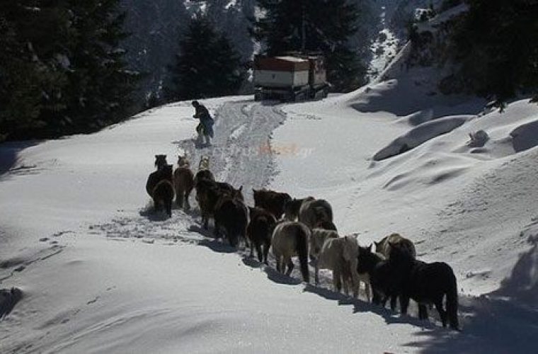 Συναρπαστικές εικόνες: H EMAK απεγκλώβισε 20 άλογα από τα χιόνια στα βουνά της Πίνδου (vid)