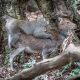 Μακάκος όνομα και πράγμα: Αρσενική μαϊμού προσπάθησε να κάνει σεξ με ένα ελάφι! (vid)