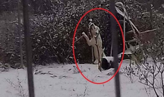 Απίστευτη κτηνωδία στη Δράμα: Σκύλος βρήκε φρικτό θάνατο στα χιόνια