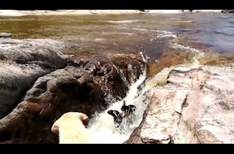 Σκύλος- ήρωας σώζει σκύλο από τα ορμητικά νερά χειμάρρου! (vid)