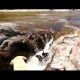 Σκύλος- ήρωας σώζει σκύλο από τα ορμητικά νερά χειμάρρου! (vid)
