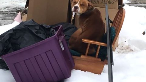 Τραγικοί: Μετακόμισαν και παράτησαν το σκύλο τους στα σκουπίδια αλλά εκείνος περίμενε να γυρίσουν!