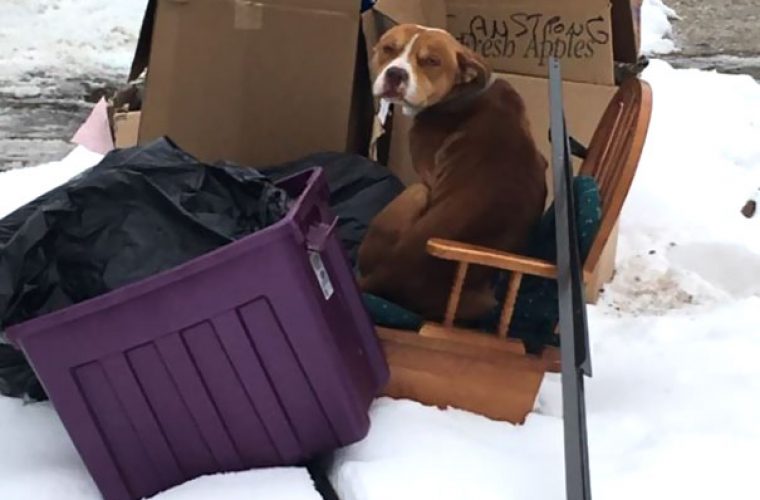 Τραγικοί: Μετακόμισαν και παράτησαν το σκύλο τους στα σκουπίδια αλλά εκείνος περίμενε να γυρίσουν!