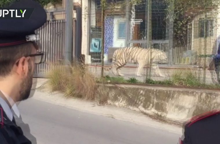 Πανικός στο Παλέρμο: Λευκή τίγρη της Σιβηρίας «το έσκασε» από τσίρκο και έκοβε βόλτες στη Σικελία! (vid)