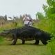 Τρομακτικό: Γιγάντιος αλιγάτορας εμφανίστηκε να περπατά αμέριμνος στη Φλόριντα! ( vid)