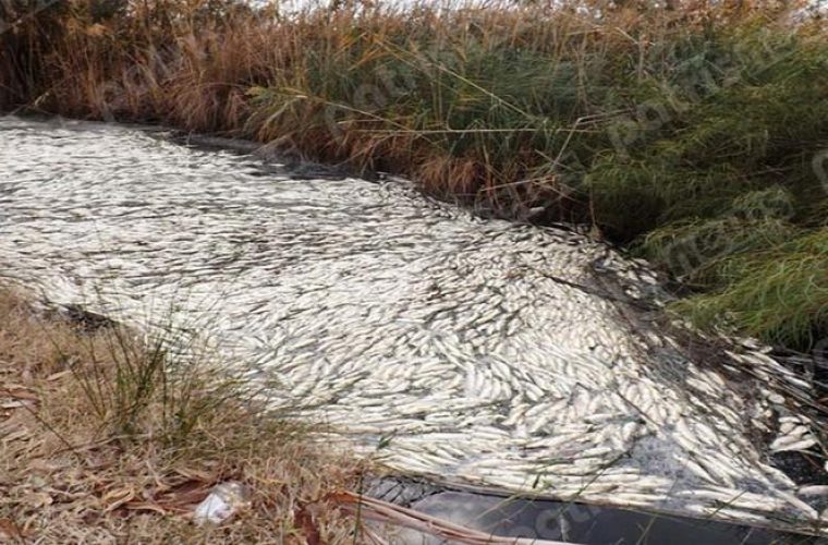 Θλιβερό θέαμα: Δεκάδες νεκρά ψάρια στα Ιαματικά Λουτρά του Καϊάφα!