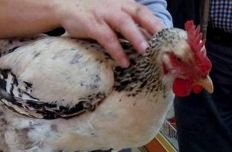 Κεφαλλονίτισσα κότα πάει για Ρεκόρ Γκίνες: Γέννησε αυγό 166 γραμμαρίων!