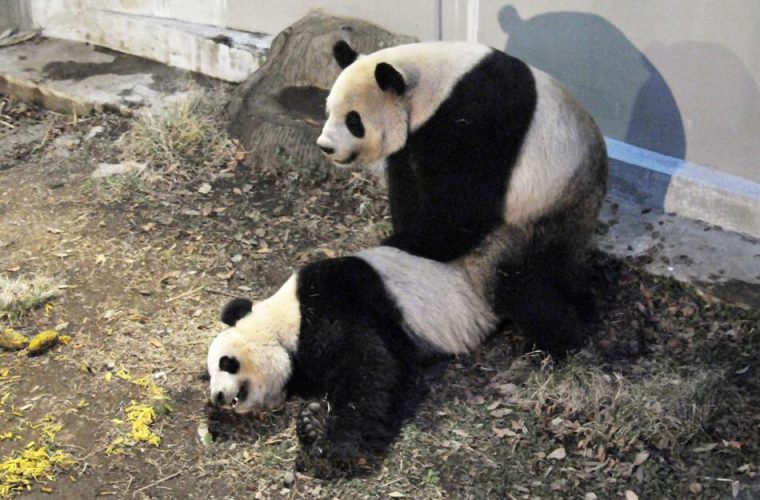 Γιγαντιαία panda ζευγάρωσαν ξανά μετά από τέσσερα χρόνια και … ανέβασαν το χρηματιστήριο του Τόκιο!