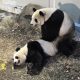 Γιγαντιαία panda ζευγάρωσαν ξανά μετά από τέσσερα χρόνια και … ανέβασαν το χρηματιστήριο του Τόκιο!