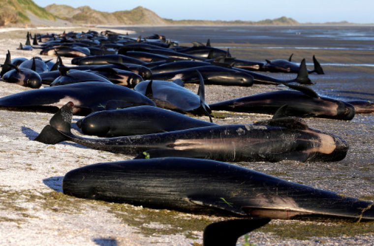 ΣΟΚ: Εκατοντάδες φάλαινες νεκρές σε παραλία της Νέας Ζηλανδίας