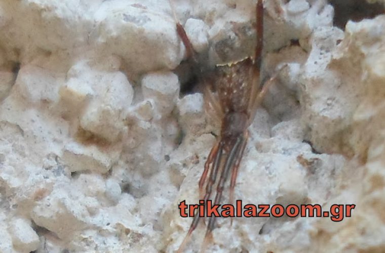 Τρίκαλα: Βρέθηκε αράχνη που μοιάζει με το φίδι Κόμπρα!(εικόνες)