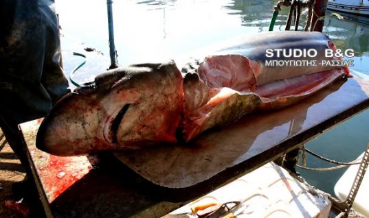 Γέμισε καρχαρίες ο Αργολικός; Και δεύτερο καρχαρία έπιασαν στη Νέα Κίο (Vid)