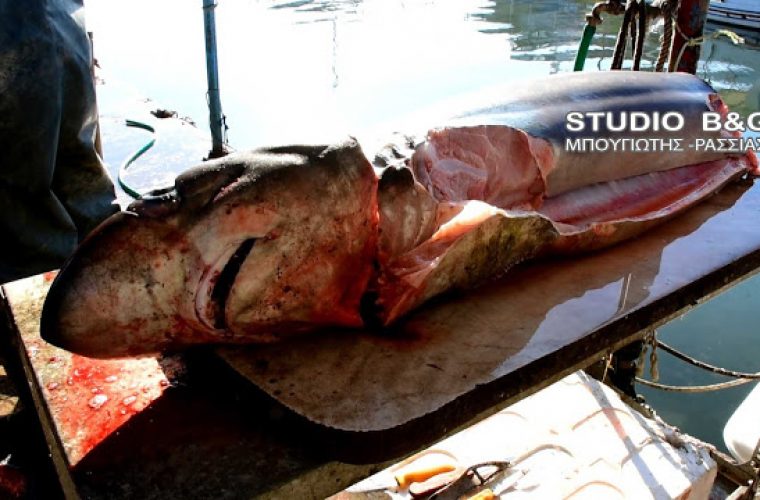 Γέμισε καρχαρίες ο Αργολικός; Και δεύτερο καρχαρία έπιασαν στη Νέα Κίο (Vid)