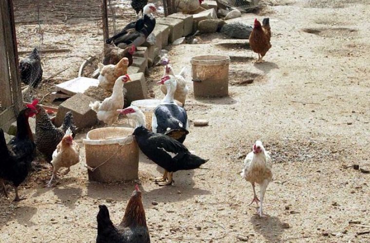 Κρούσμα γρίπης των πτηνών σε μικρή μονάδα οικόσιτων πουλερικών στην Κοζάνη