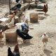 Κρούσμα γρίπης των πτηνών σε μικρή μονάδα οικόσιτων πουλερικών στην Κοζάνη