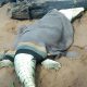 Φρίκη στη Ζιμπάμπουε – Άνοιξαν κροκόδειλο και βρήκαν… οκτάχρονο παιδί (video)