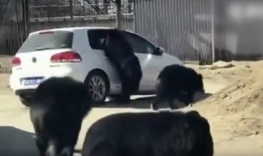 Επίθεση αρκούδων σε αυτοκίνητο τουριστών! (vid)