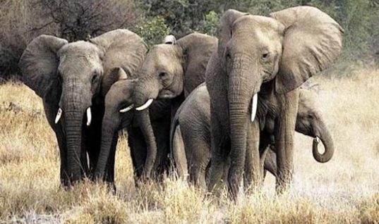 Έρευνα: Πόσες ώρες την ημέρα κοιμούνται οι ελέφαντες; Το παράδοξο με τη μνήμη τους