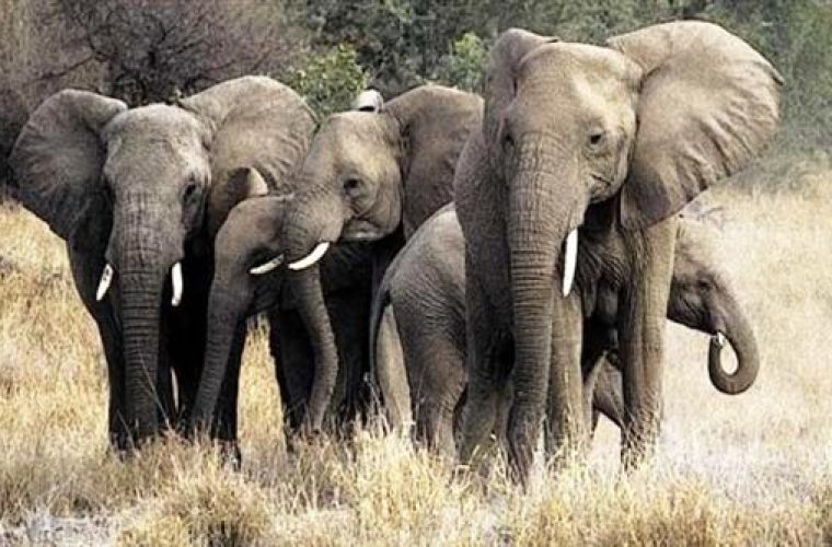 Έρευνα: Πόσες ώρες την ημέρα κοιμούνται οι ελέφαντες; Το παράδοξο με τη μνήμη τους
