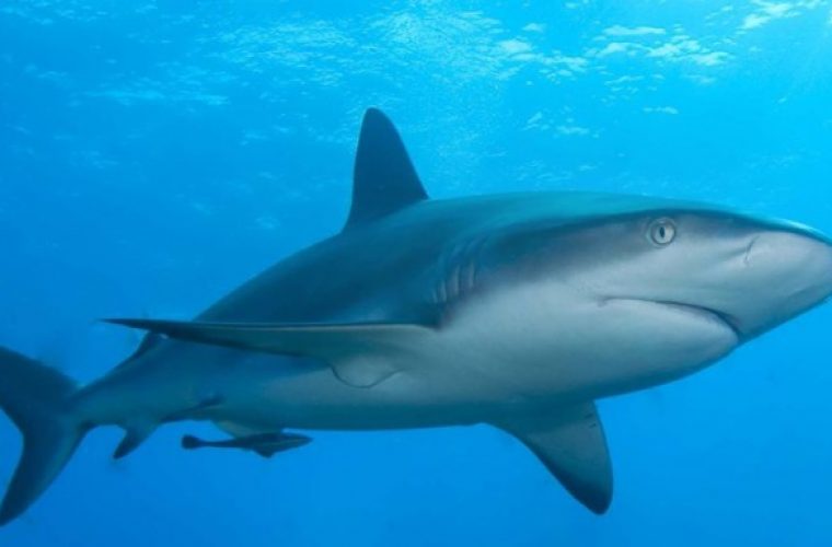 Καρχαρίας κατασπάραξε 17χρονη στην Αυστραλία (vid)