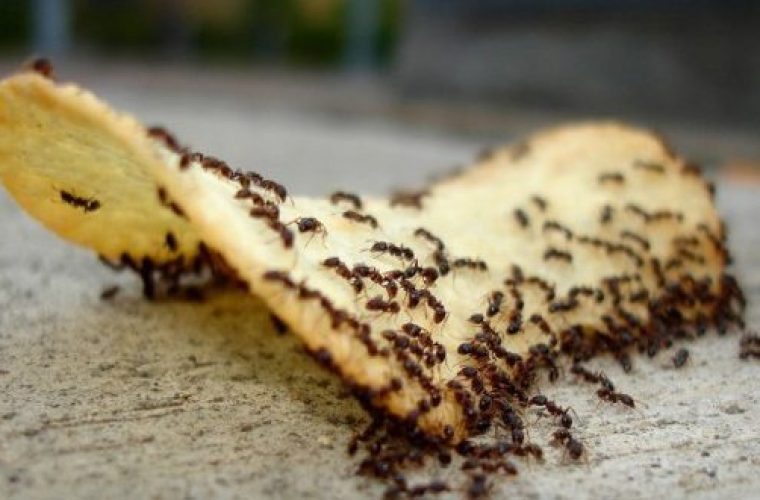 Το κόλπο για να εξαφανίσετε τα μυρμήγκια από το σπίτι!