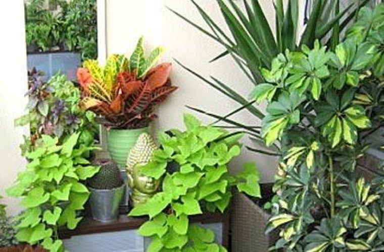 8 αθάνατα φυτά που πρέπει να έχετε στο μπαλκόνι σας