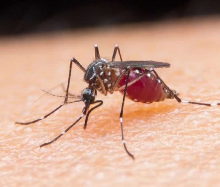 4 ασυνήθιστοι τρόποι να αποφύγετε τα κουνούπια!