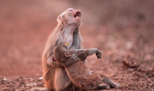 Ο θρήνος μιας μαμάς μαϊμούς σε δάσος της Ινδίας