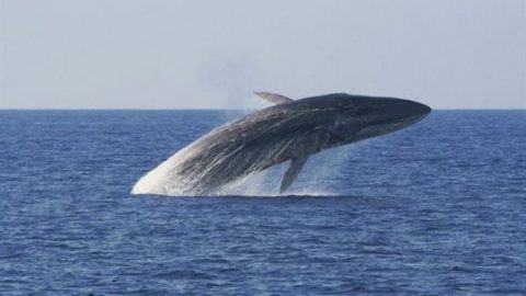 Φάλαινα 12 μέτρων ξάφνιασε τουρίστες στη Σύρο! (εικόνα)