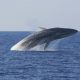 Φάλαινα 12 μέτρων ξάφνιασε τουρίστες στη Σύρο! (εικόνα)