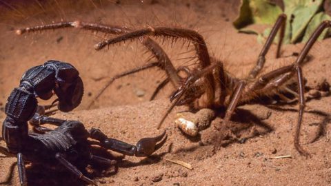 Ζάκυνθος: Τουρίστρια πέθανε από τσίμπημα σκορπιού ή αράχνης