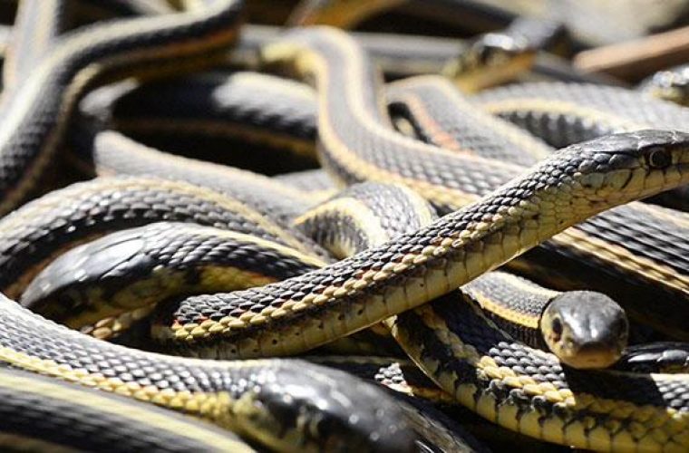 Πανικός στη Λάρισα: Φίδια γέμισε η πόλη