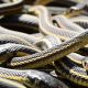 Πανικός στη Λάρισα: Φίδια γέμισε η πόλη