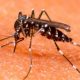 Ποιες περιοχές της Ελλάδας έχουν μπει σε καραντίνα για Ελονοσία – Πάνω από 30 κρούσματα