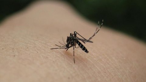 Δυο κρούσματα ελονοσίας – Υπό επιτήρηση περιοχές της χώρας